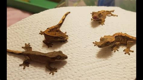 How I Feed My Baby Crested Geckos - YouTube