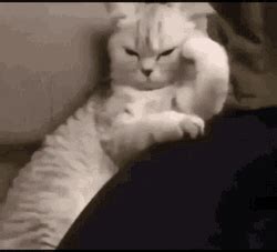 Angry Cat Thinking Couch Pose GIF | GIFDB.com