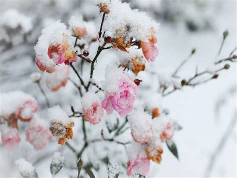 Spring Flowers in Snow Wallpapers on WallpaperDog