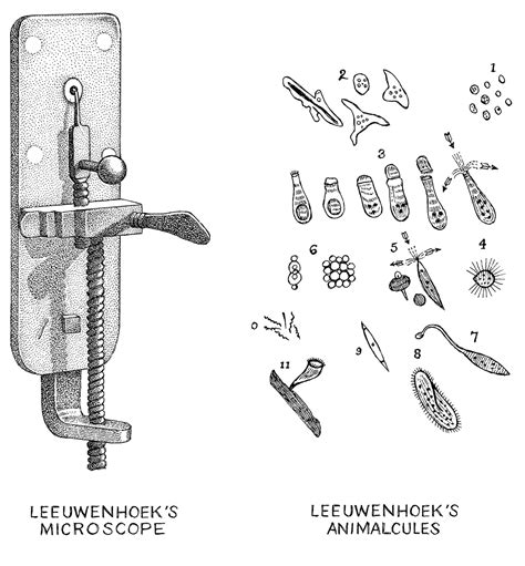 Anton Van Leeuwenhoek Drawings