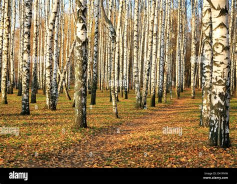 Pathway in autumn birch grove in october Stock Photo - Alamy