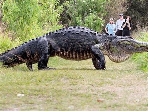 Video Of Giant Alligator Draws Crowds To Polk County Preserve | WUSF ...