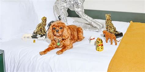 The 24 Best Pet-Friendly Hotels in New York City