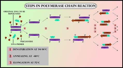 What Is The Template Of The Pcr