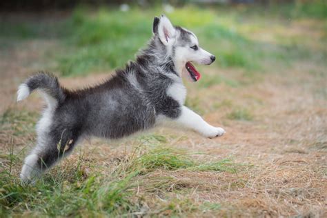 How To Train Your Husky In 6 Simple Steps | PawTracks