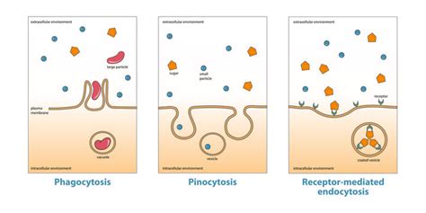 Endocytosis And Exocytosis Animation