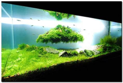 28 Modern Fish Tanks That Inspire Relaxation