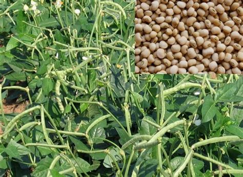 Growing Cowpeas, Cultivation Practices For Beginners | Asia Farming