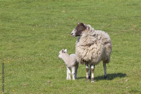 ewe and lamb Stock Photo | Adobe Stock