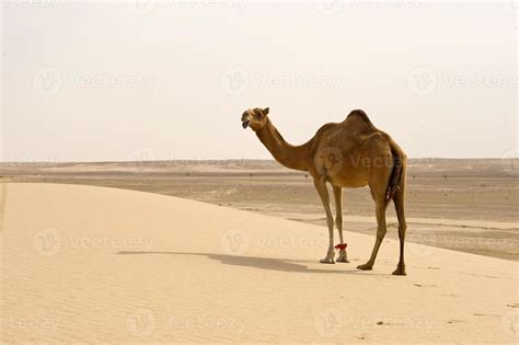 Desert camel 992675 Stock Photo at Vecteezy