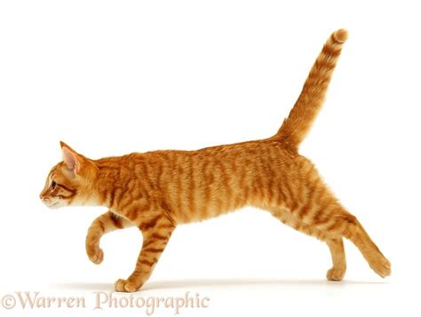 an orange tabby cat walking across a white surface