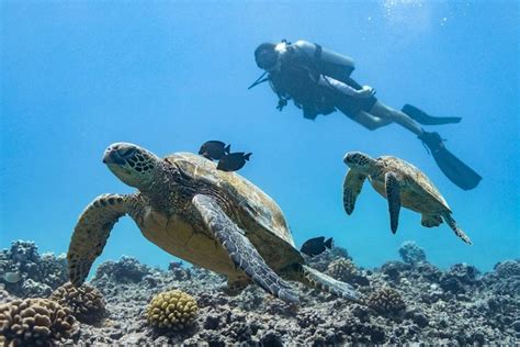 From Waikiki, Oahu 5-Hour Introduction to Scuba Diving 2024