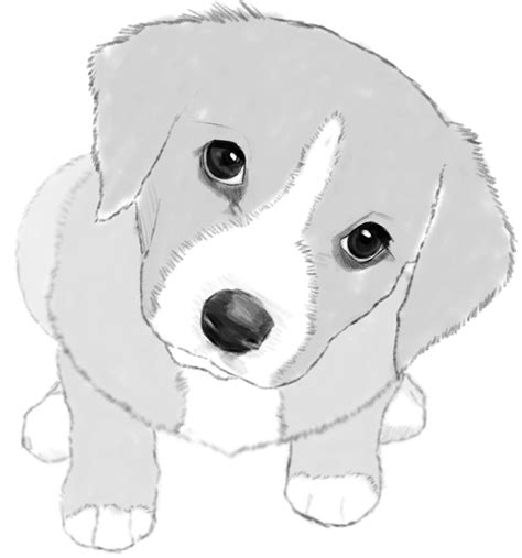 How To Draw A Realistic Puppy