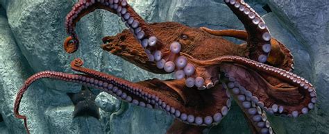 Giant Pacific Octopus · Tennessee Aquarium