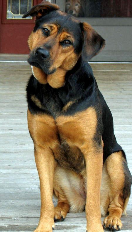 german shepherd rottweiler mix - Google Search Rottweiler Facts ...