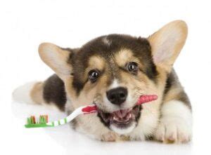 How to Choose Natural Dog Teeth Cleaning Treats for Your Pet's Oral ...