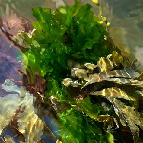 Sea Lettuce Seaweed (Ulva lactuca) Identification