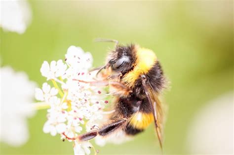 Bumble Bees vs Carpenter Bees | Fox Pest Control