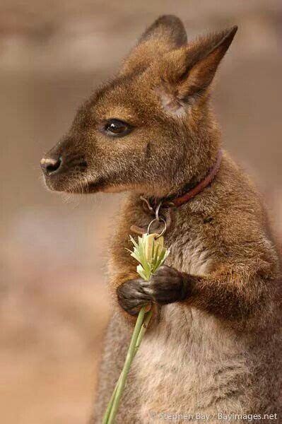 Pin by Angela on Animals | Cute animals, Cute baby animals, Australian ...