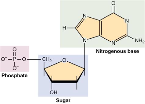 DNA Structure and Function | Biology I Laboratory Manual