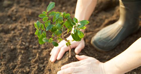 Urban Tree Planting is Booming, Just Not In Low-Income and Minority ...