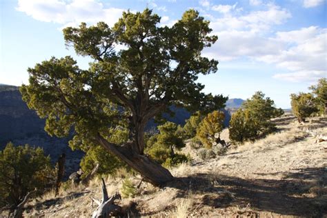 Piñon nuts are cherished in New Mexico. Thanks to climate change, they ...