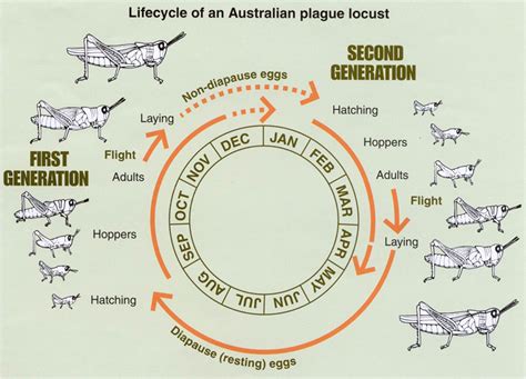 Locust Life Cycle