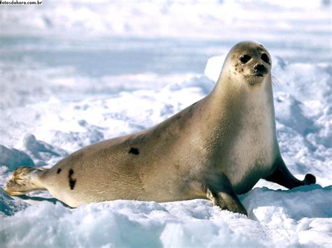 Geração Polar Portugal: Foca