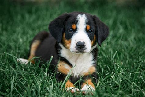 Entlebucher Mountain Dog Puppies For Sale - AKC PuppyFinder