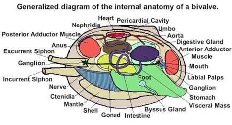 Class Bivalvia: The Wonders of Bivalves, Their Shells & Anatomy