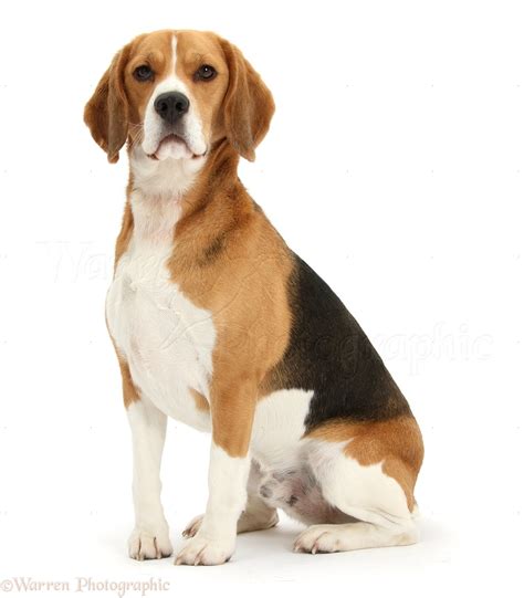 Beagle dog sitting photo WP37233