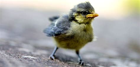 Found a Baby Bird? When to Help Young Animals | PETA Prime