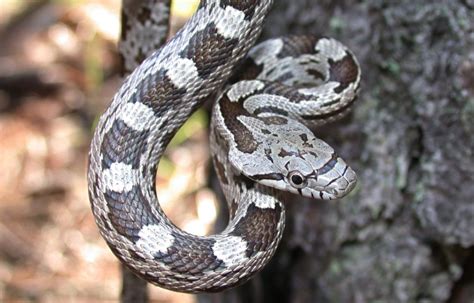 Name That Snake! - Mecklenburg County Blog