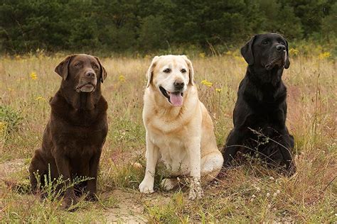 Labrador in a Lab Coat: The Perfect Combination for Science Lovers!