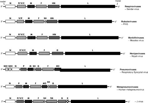 Paramyxoviridae | Basicmedical Key