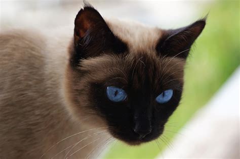 How Affectionate Siamese Cats Really Are - Siamese Of Day