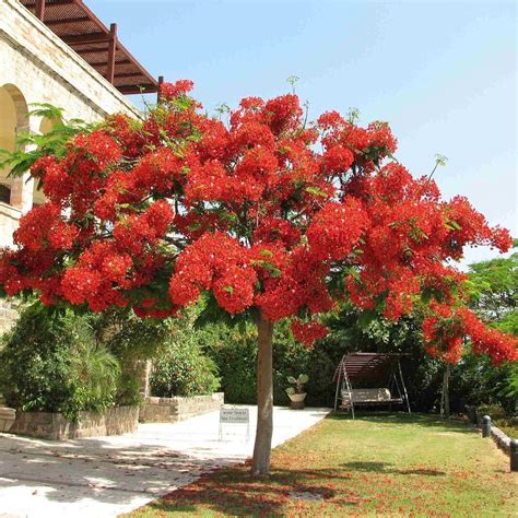 Royal Poinciana Delonix regia 5 SEMI : Amazon.it: Giardino e giardinaggio