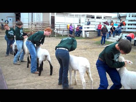 4 H Sheep Showmanship | Showmanship, Showing livestock, Sheep feeders