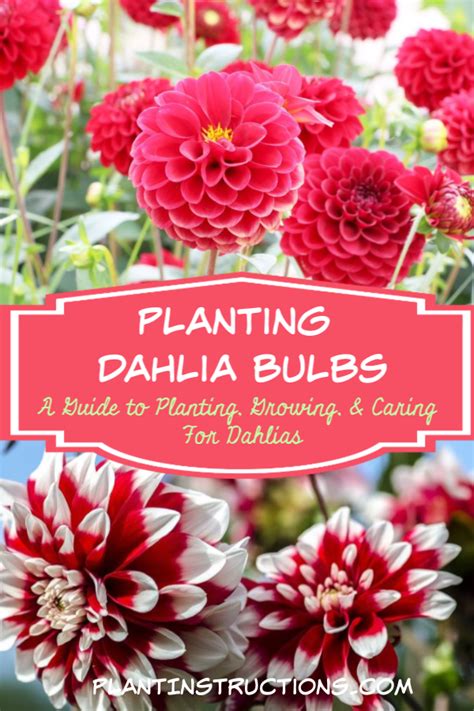 Planting Dahlia Bulbs Dahlia Care in 2020 | Planting dahlias, Planting ...