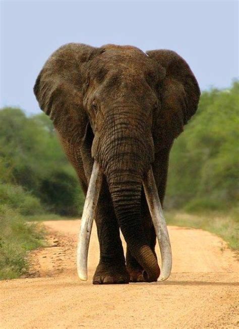 This elephant in the Kruger National Park, South Africa, is believed to ...