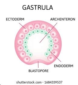 Gastrulation Early Developmental Process Embryo Transformation: vetor ...