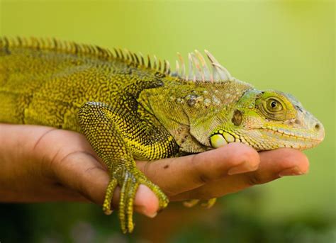 How do I Care for My Lizard? | PetMD