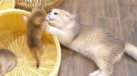 Mother cat is playing and talking with her cute kittens - YouTube