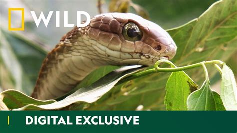 Catching A Sneaky Boomslang Snake | Snakes In The City | National ...