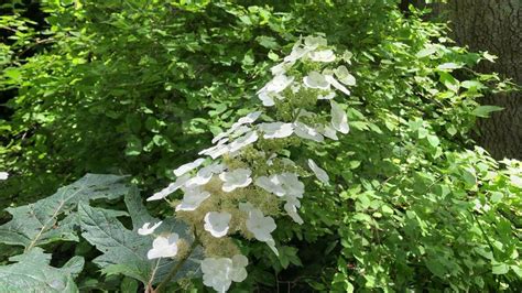 How to Grow Oak Leaf Hydrangea - Hydrangea quercifolia. Care and ...