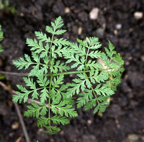 Conium maculatum (Deadly Hemlock, Poison Fool's Parsley, Poison Hemlock ...