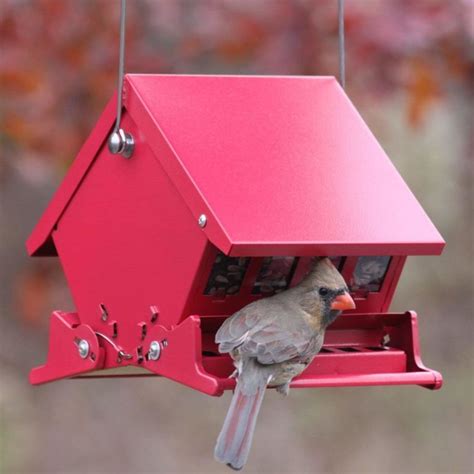 Squirrel Proof Bird Feeder Experts – Anti Squirrel Birds Feeder Guide ...