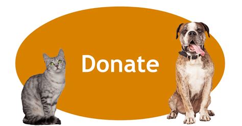 What To Donate To An Animal Shelter