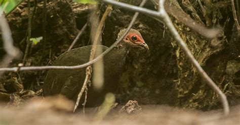 Nicobar Megapode | Bubo Birding