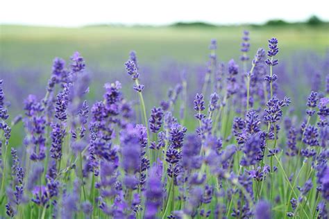 The Drought-Tolerant Plants That Can Thrive Next to Lavender | HappySprout